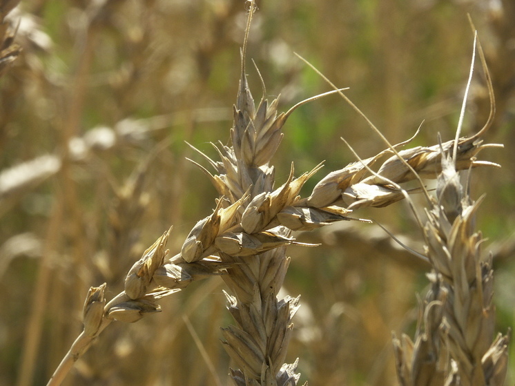 Глава московского отделения ФАО ООН рассказал об угрозе голода и позиции по зерновой сделке - МК