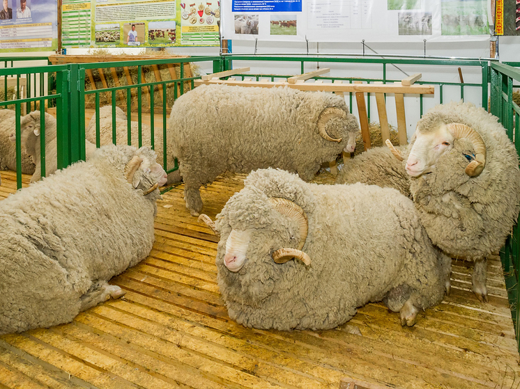 Подмосковный фермер раскрыл секреты современного овцеводства: цены на баранину зашкаливают - МК
