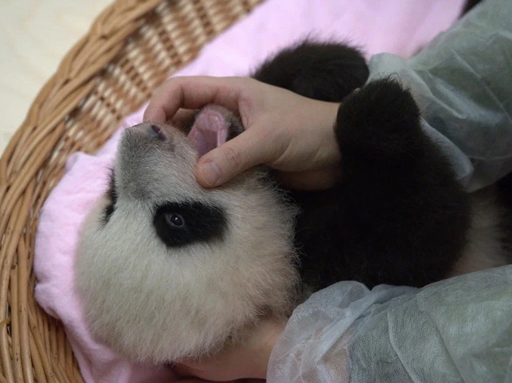 Маленькая панда решила попробовать киперов на первый зуб - МК