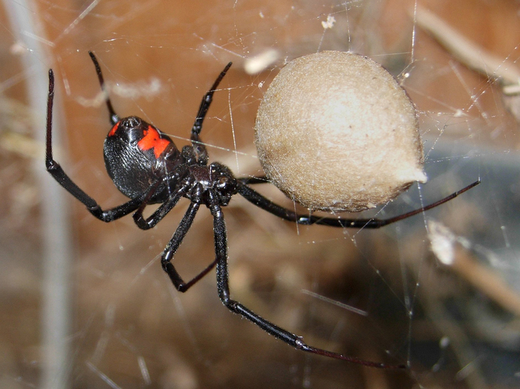 Морозы изгонят испанских слизней и ядовитых пауков из Московского региона - МК